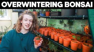 Overwintering Bonsai - Everything You Need To Know