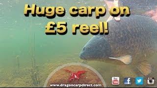 Big carp on £5 reel! See how a massive common falls to floater fishing tactics...