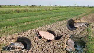 Top Video Amazing Fishing in paddy field Underground Big Monster Come out and catch by hand