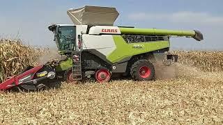 Jesenná Žatva 2024 Kukurica 2x CLAAS LEXION 8800 7.časť