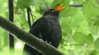 Chant du Merle Noir au Printemps  Le Merle Noir -  un hymne au printemps