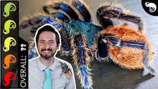 Greenbottle Blue Tarantula, The Best Pet Spider?