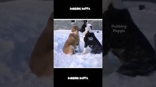 Kudumba Prechana  #funny #cat #shorts #dog #shortsfeed #animals #dubbingdappa #catvideos #dogshorts