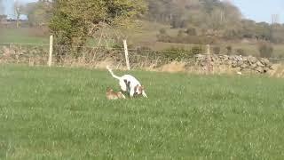 hare coursing kim irelands best 