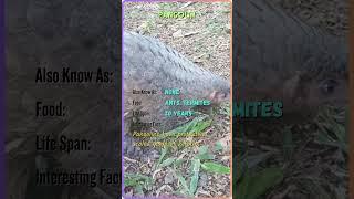"Meet the Majestic Animals | Animal Name, Facts, and More | YouTube Shorts" #ZoomorphicBytes #ZB67