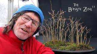 Winter Pruning My Osage Orange Forest, The Bonsai Zone, Dec 2024