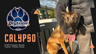 Transforming a Malinois: Calypso's Crazy to Calm Journey