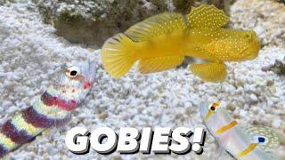 Picking A New Goby For My Pistol Shrimp - Nano Reef Tank Update! Yellow Watchmen Goby, Red Line Goby