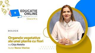 Biologie, Clasa a VI-a, Organele vegetative ale unei plante cu flori