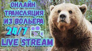 LIVEМедведь Мансур - 4 камеры в эфире  4-cam Live Mansur bear Стрим