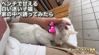 【迷い猫】帰らない野良猫を家の中へ誘ってみたら…