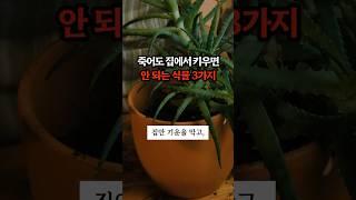 죽어도 집에서 키우면 안 되는 식물 3가지