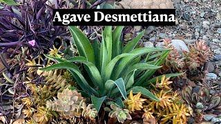 Agave Desmettiana * 24 Days of Cacti & Succulents