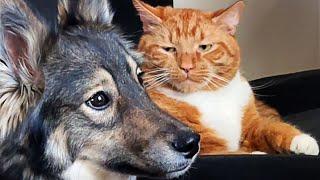 FUNNIEST Pets of 2024!  TOP Videos of the YEAR