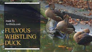 Fulvous Whistling Duck / Fulvous Tree Duck [Dendrocygna Bicolor]