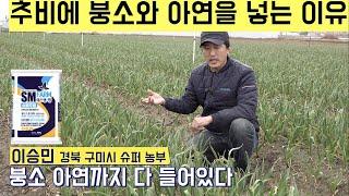 [한국농수산TV] 추비에 붕소와 아연을 넣는 이유? 세상에 이런 추비는 없었다!! 경북 구미