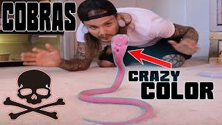 NEW CRAZY COLORED CHINESE COBRAS! SO COOL! | Tyler Nolan