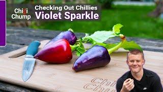 Violet Sparkle - Episode 13: Checking out Chillies with ChilliChump