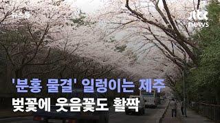 '분홍 물결' 일렁이는 제주…벚꽃에 웃음꽃도 활짝 / JTBC 뉴스룸