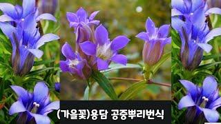 가을꽃 용담(노지월동은 기본) 공중뿌리 번식~