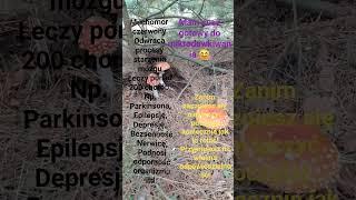 #MuchomorCzerwony   #AmanitaMuscaria  #Grzyby #Zdrowie  #Zdrowiejemy  Kontakt priv
