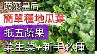 How to plant yam leaves簡單種植地瓜葉【阡插番薯葉】新手種菜必選【插三根長滿盆】盆栽地瓜葉