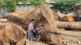 chainsaw sawmill  split hundreds of years old suar wood