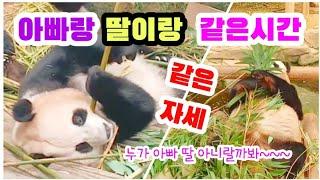 [아러루후바오] 오늘 요리사 누군지 너무 맛있어~~ 너무 맛있어서 눈이 감기고 드러눕게 되는 맛.. 너무 맛있어서 같은시간 아빠와 딸이 같은 자세로 식사 