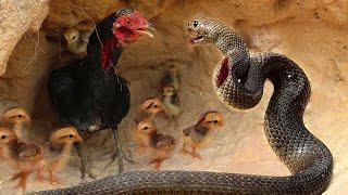 The mother hen protects the chicks - Mother Hen vs King Cobra