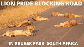 Lion Pride Blocking Road in Kruger Park