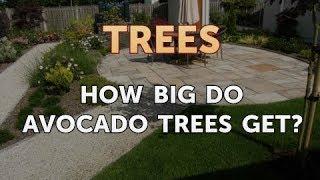 How Big Do Avocado Trees Get?