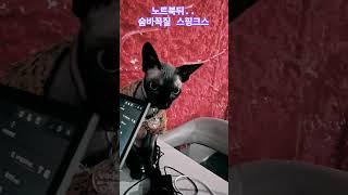 몰래 숨어 장난치는 고양이 !!^^  #태국  #방콕