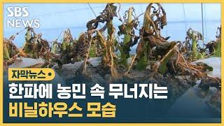 한파 닥친 비닐하우스 안 처참한 모습…난방비까지 '이중고' (자막뉴스) / SBS