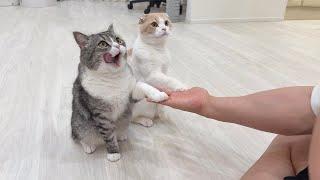 「お手」したらおやつを貰えると知った猫たちのおねだりが止まらずこうなっちゃいました…笑