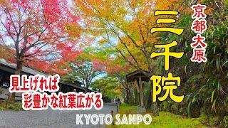 2024/11/17  京都大原『三千院』澄んだ空気と静寂 色々な顔を見せる彩豊かな大原を歩く 紅葉絶景映えスポットを巡る /秋さんぽ/ Kyoto walk [京都4K]