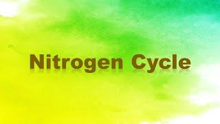 Nitrogen Cycle: Nitrogen Fixation, Nitrification, Assimilation, Ammonification, and Denitrification