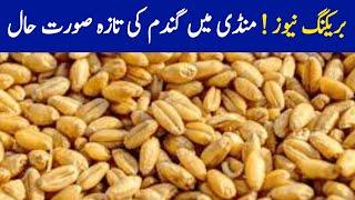 Today Wheat price in Pujnab Ghala Mundi | گندم کی صورت حال