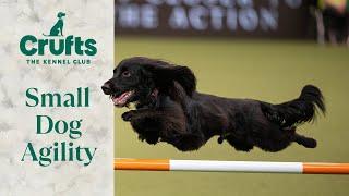 Pocket Rocket Pups  The Best of Small Dog Agility at Crufts