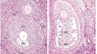 Ovary Histology