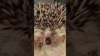 DANG! THESE HEDGEHOG QUILLS HURT! OWIE!!