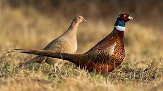 Air Rifle Hunting, Harvesting Pheasants