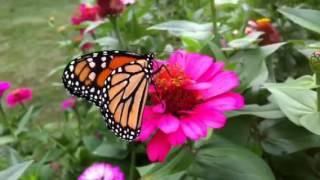 Nancy Roussos   Butterfly Video