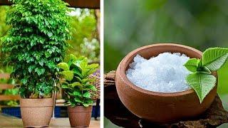 पौधों में कपूर के फायदे | Tips to Use Camphor in Plants | #camphor #gardening