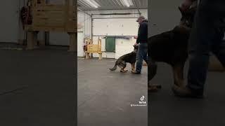 Geros Update: Working on Heeling and Speed in Positions #germanshepherd #dogtraining