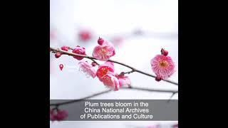 Plum trees bloom in the China National Archives of Publications and Culture #shorts