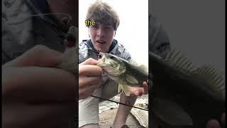 Real vs fake bait #fishing #experiment #shorts #nature