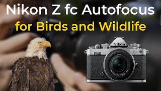 Nikon Zfc - Autofocus Guide for Bird Photography