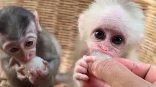 Cute baby monkey eating food