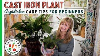 Cast Iron Plant: Care Tips For Beginners (Aspidistra) - Geeky Greenhouse