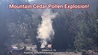 Mountain Cedar Pollen Explosion